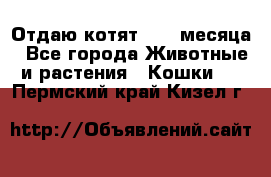 Отдаю котят. 1,5 месяца - Все города Животные и растения » Кошки   . Пермский край,Кизел г.